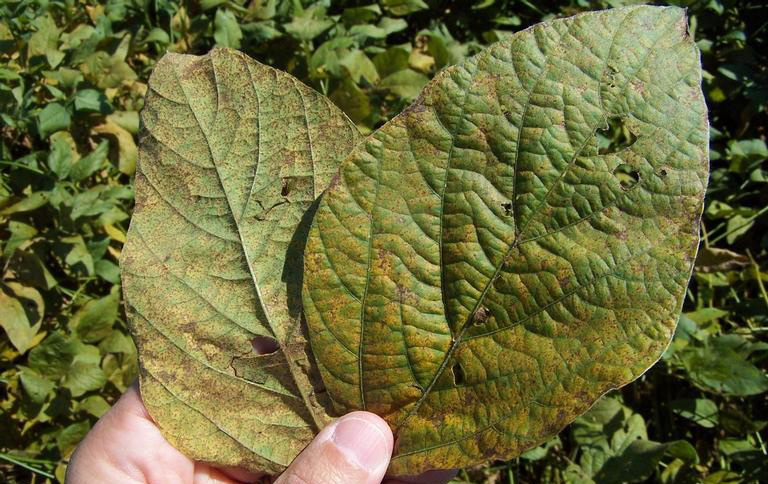soybean rust on leaves